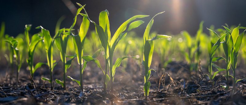 Corn field