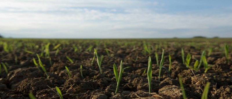 Crops slowly growing