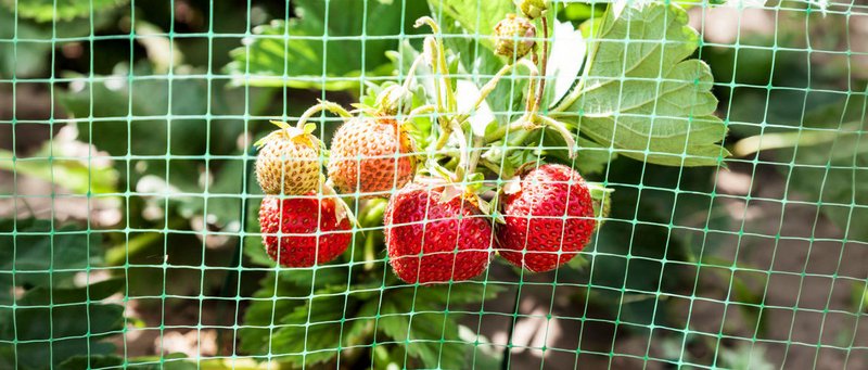 protective nets surrounding strawberry field