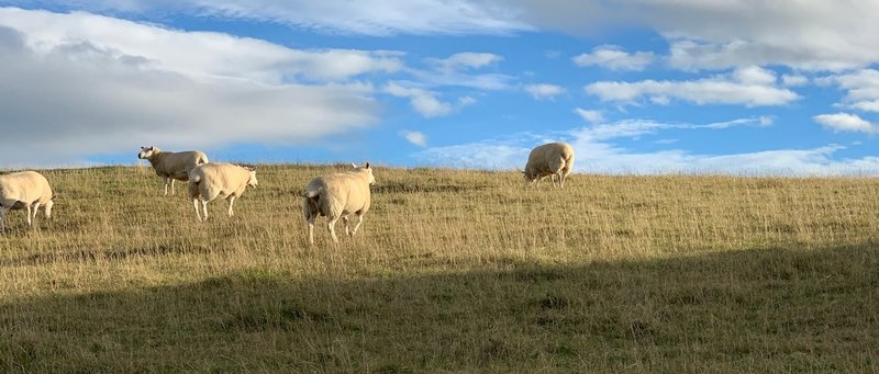 Sheep grazing